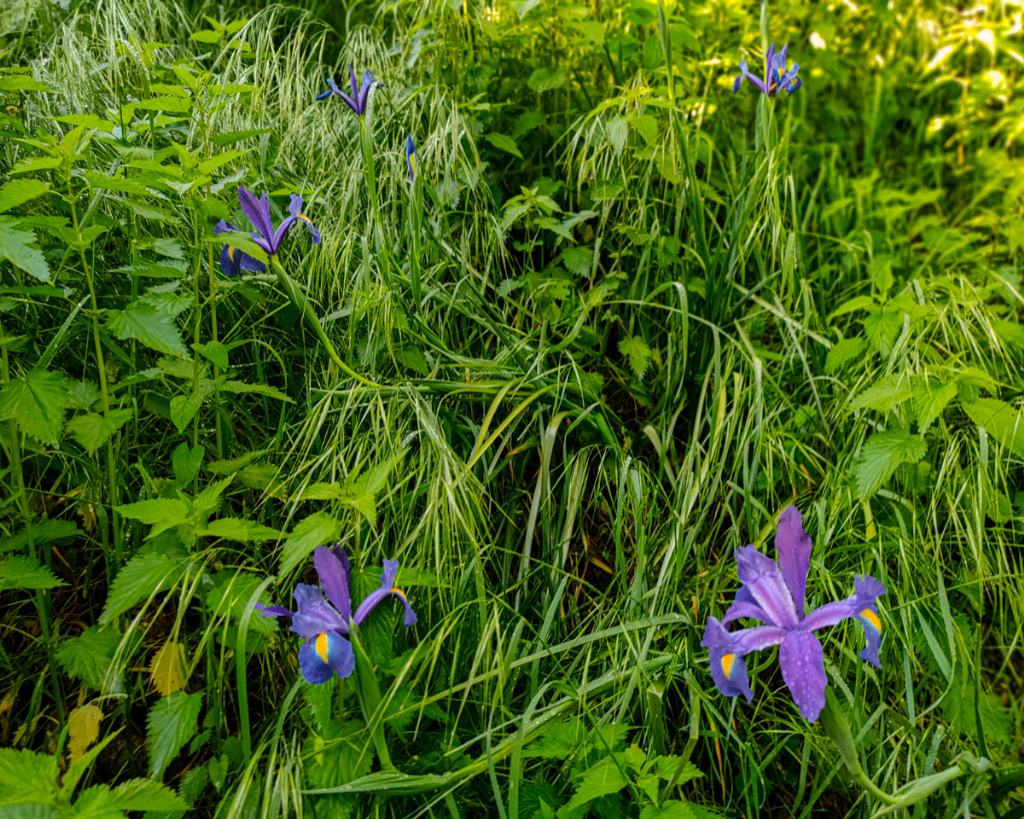 Xiphion xiphium (L.) M.B.Crespo, Mart.Azor�n & Mavrodiev